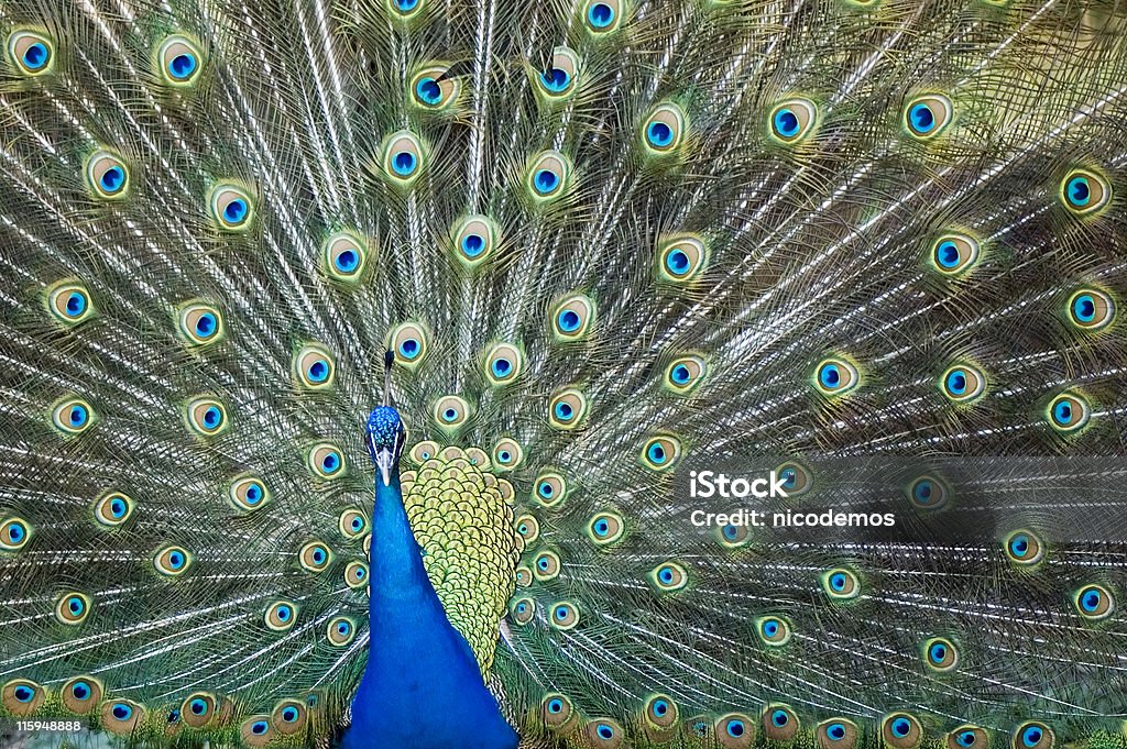 Paon Bleu indien - Photo de Animal mâle libre de droits