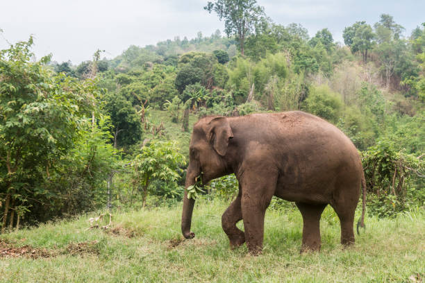 istock Asian Elephant, Ethically Cared for in Thailand 1159488914
