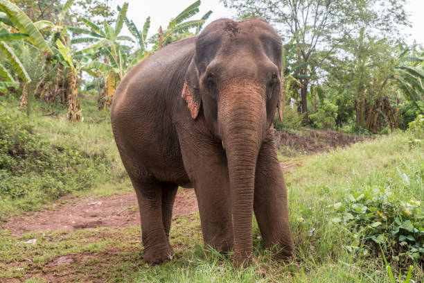 istock Asian Elephant, Ethically Cared for in Thailand 1159488916