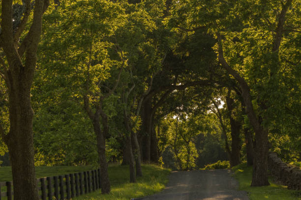 istock Country Road at Sunset 1159489537