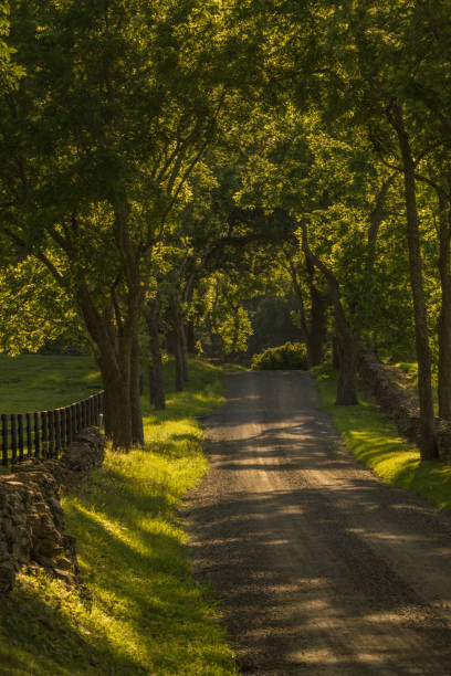 istock Country Road at Sunset 1159489581