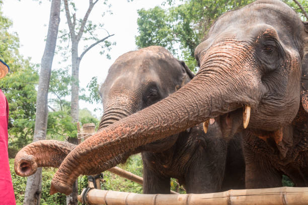 istock Happy Asian Elephants in Thailand 1159489615