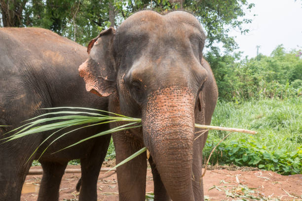 istock Happy Asian Elephants in Thailand 1159489745