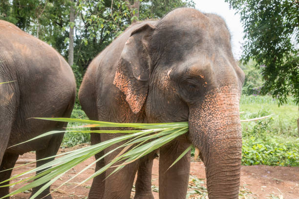istock Asian Elephant, Ethically Cared for in Thailand 1159489766