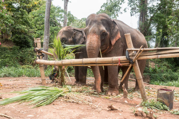 Happy Asian Elephants in Thailand stock photo