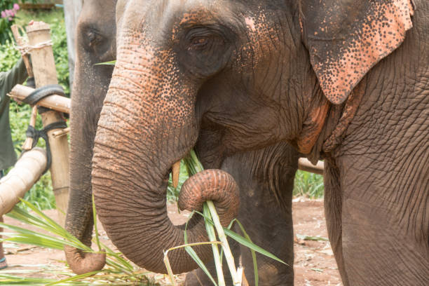 istock Asian Elephant, Ethically Cared for in Thailand 1159489888