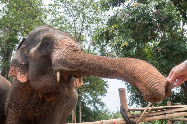 istock Asian Elephant, Ethically Cared for in Thailand 1159489913