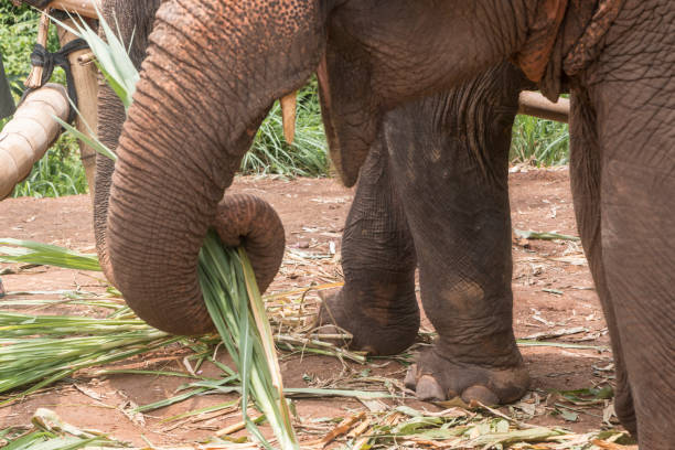 istock Asian Elephant, Ethically Cared for in Thailand 1159489917