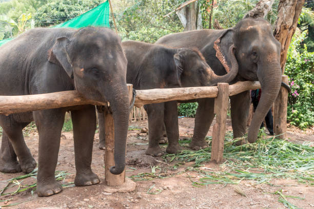 istock Happy Asian Elephants in Thailand 1159489993