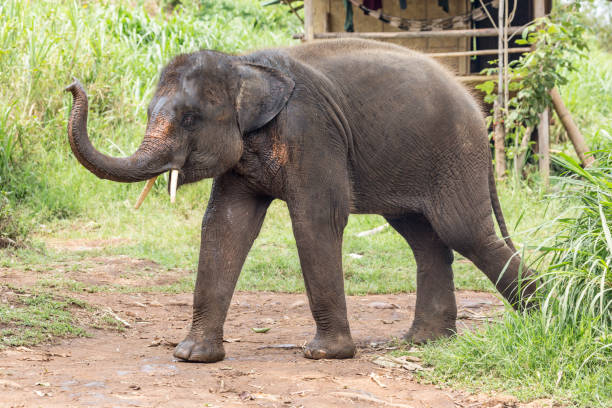 istock Asian Elephant, Ethically Cared for in Thailand 1159490044
