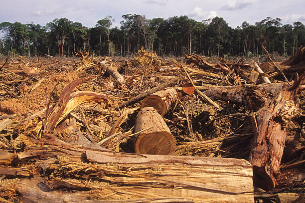 森林破壊 - アマゾン地域 ストックフォトと画像