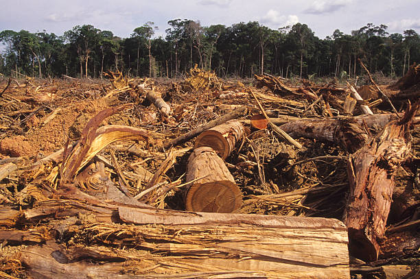 Deforestation Normal scene in the Amazon deforestation stock pictures, royalty-free photos & images