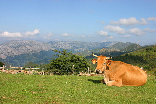 Cow seated in a slope of the Asturian mountains