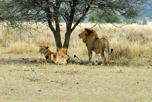Male and two female lions resting in the shade of an acacia tree   during the dry season ,Serengeti National Park,Tanzania.