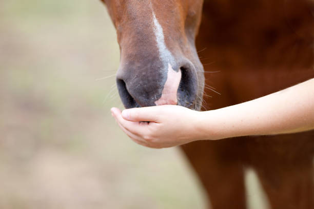 Girl caresses and feeds horse stock photo