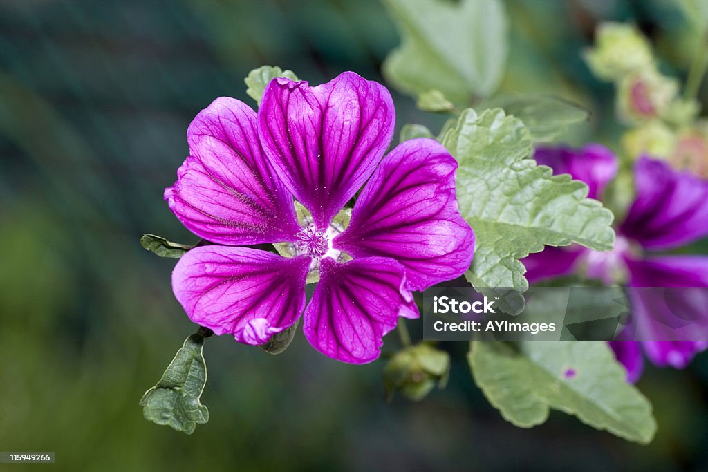 Malve (Malva sylvestris) - Lizenzfrei Malve Stock-Foto