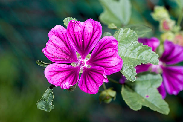 Mallow (Malva sylvestris) Malva sylvestris is also known as French Hollyhock, cheeseflower, cheese-weed, cheese-cake, pancake plant, cheeses, high mallow and tall mallow (mauve des bois by the French). In aRGB color for beautiful prints. malva stock pictures, royalty-free photos & images