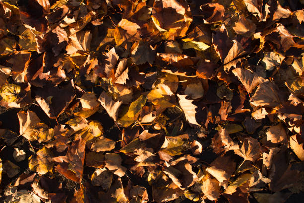 Leavesontheground Pictures | Download Free Images on Unsplash