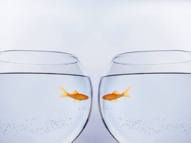 istock Goldfish face to face in different bowls 1159494409