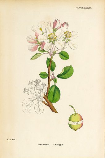 Very Rare, Beautifully Illustrated Antique Engraved and Hand Colored Victorian Botanical Illustration of Crab Apple, Pyrus acerba, 1863 Plants. Plate 489, Published in 1863. Source: Original edition from my own archives. Copyright has expired on this artwork. Digitally restored.