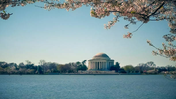 istock washington's thomas jefferson memorial with cherry blossoms branches above it 1159495286