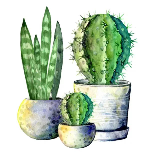 Photo of The composition of the three cacti in pots. Isolate on white background. Watercolor hand drawn illustration