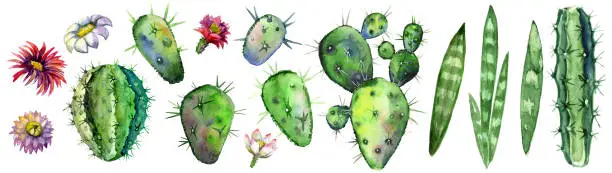Photo of A set of watercolor-drawn various leaves and flowers of a cactus, isolated on a white background.