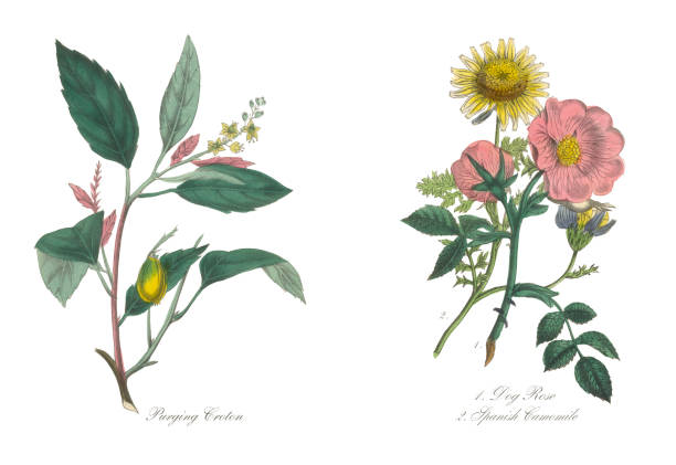 ilustrações de stock, clip art, desenhos animados e ícones de dog rose and spanish camomile victorian botanical illustration - chamomile chamomile plant flower herb