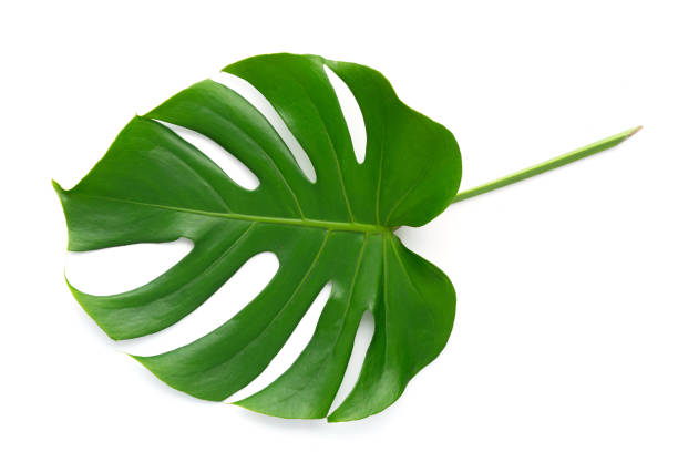 Isolate Dark green Monstera large leaves, philodendron tropical foliage plant growing in wild on white background with clipping path concept for flat lay summer greenery leaf texture rainforest floral stock photo