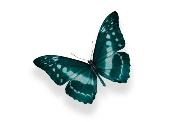 istock tropical blue butterfly. isolated on white 1159496891