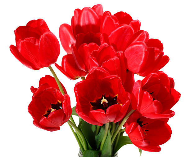 Bouquet red tulip stock photo