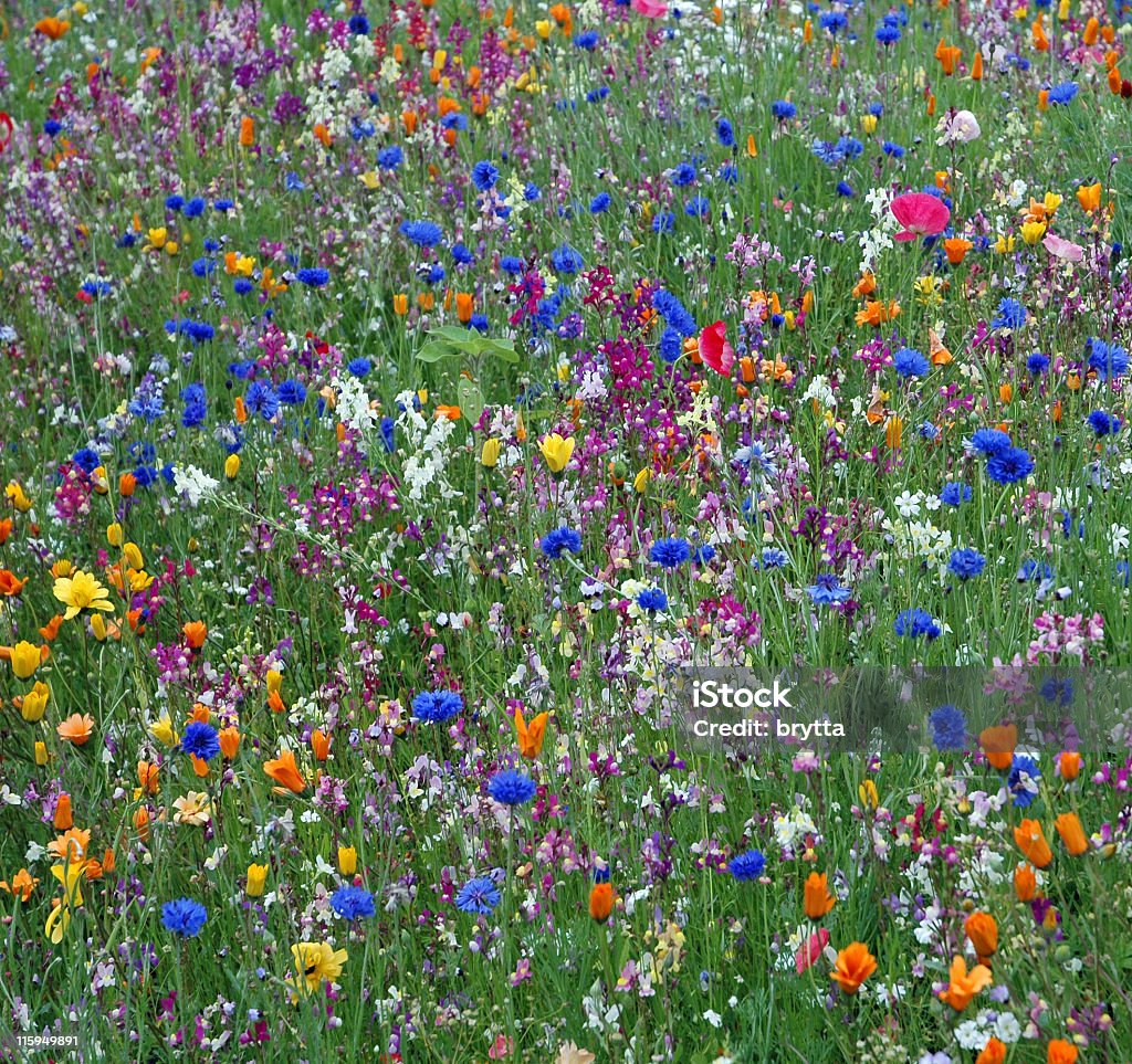 Meadow com flores silvestres. - Foto de stock de Azul royalty-free