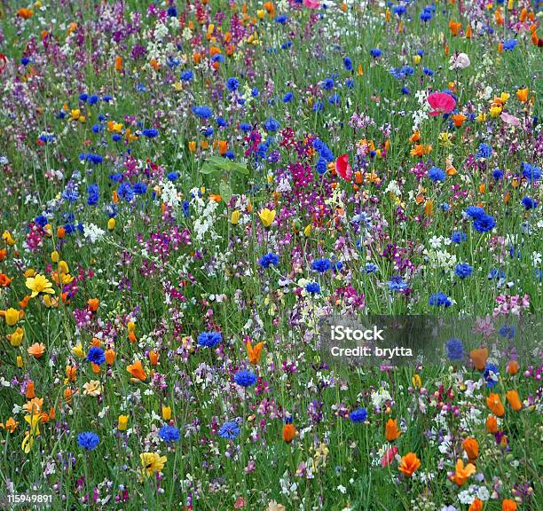 Foto de Meadow Com Flores Silvestres e mais fotos de stock de Azul - Azul, Beleza, Beleza natural - Natureza