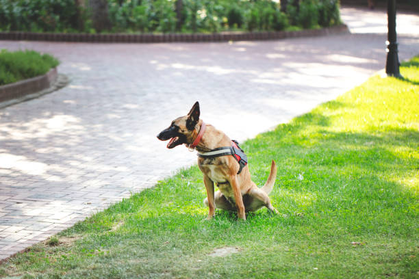 istock dog defecated in field of grass 1159500279