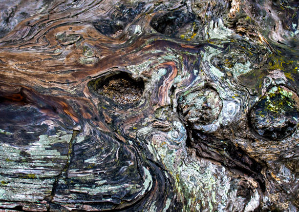 istock Colors Shapes and Textures in Close up Monterey Cypress Tree Bark 1159501399