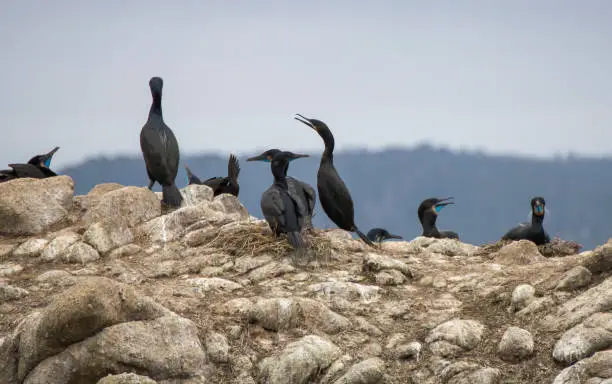 Photo of Group of Black Brandt's Cormorant Birds Nesting on Rocky Cliff
