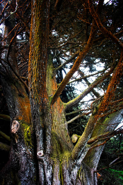 몬테레이 캘리포니아에서 여러 가지 빛깔의 몬테레이 사이프러스 트리의 세부 사항 - twisted branch tree california 뉴스 사진 이미지