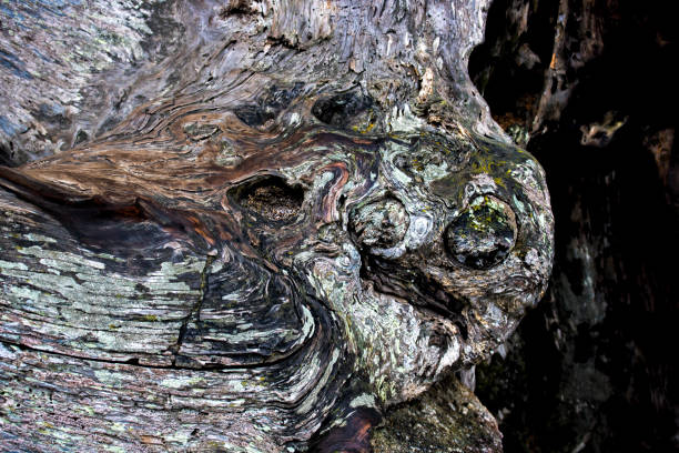 istock Close Up Abstract Tree Bark with Texture Shape and Color 1159501455
