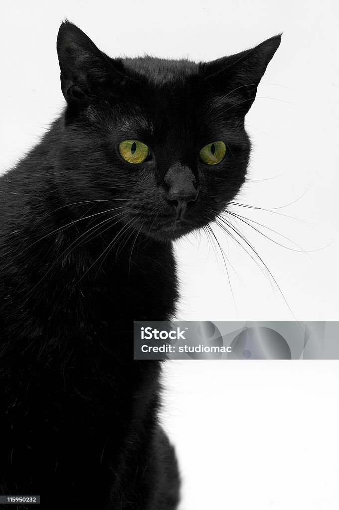 Zorro черная кошка (01 - Стоковые фото Белый фон роялти-фри