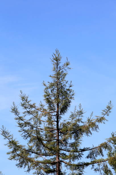 istock The tip top of a Sequoia tree 1159502328