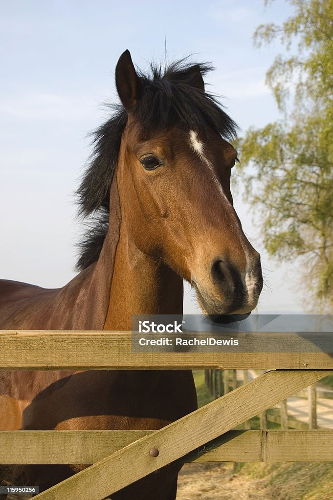 Punk Potro. - Foto de stock de Animal royalty-free