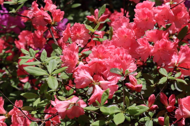istock Bush full of pink flowers 1159502956