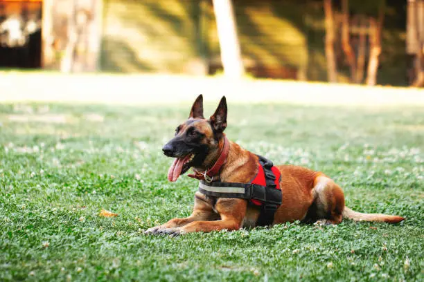 Photo of guard dog sitting on the grass of a natural park at training