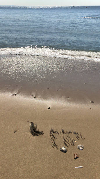 Stock photo of seaside beach art with happy monster mermaid face made from sea weed / seaweed hair, seashells eyes, pebbles note, razor clam shell mouth and stones on golden sand, picture of merman next to seafront coastline imagen del arte de la playa junto al mar con la cara de sirena monstruo feliz hecha de hierba marina / pelo de algas, ojos de conchas marinas, nota de guijarros, boca de concha de almeja de afeitar y piedras en arena dorada, imagen de merman junto a la cos