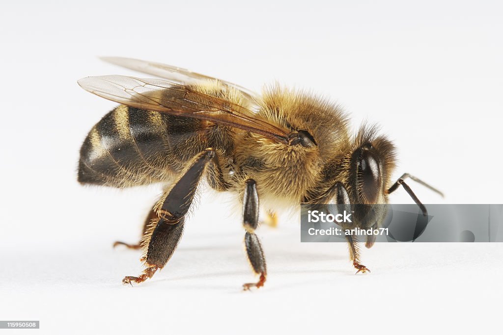 꿀벌 01 - 로열티 프리 벌 스톡 사진