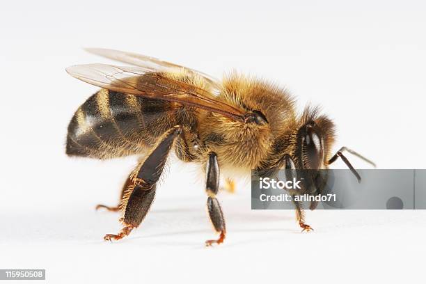Pszczoły Miodnej 01 - zdjęcia stockowe i więcej obrazów Pszczoła - Pszczoła, Neutralne tło, Pszczoła miodna