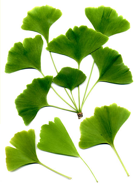 ginkgo biloba hojas - ginkgo ginkgo tree chinese medicine healthcare and medicine fotografías e imágenes de stock