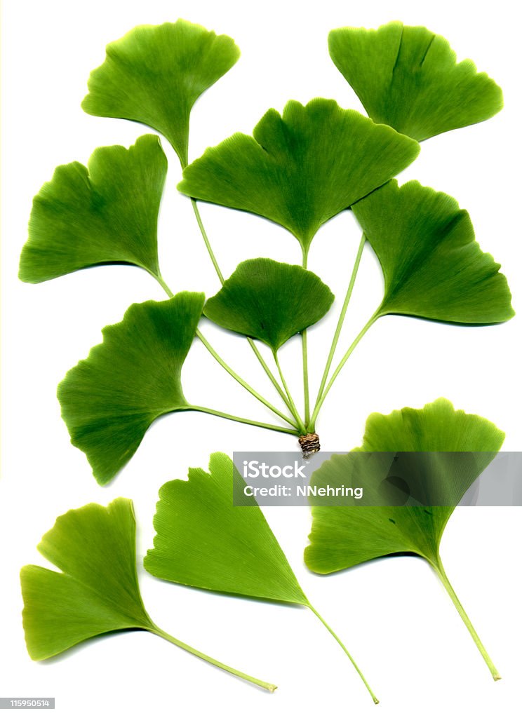 은행나무 추출물 잎 - 로열티 프리 은행나무 스톡 사진