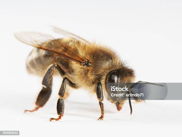 ミツバチ 02 - 白背景のストックフォトや画像を多数ご用意 - 白背景, ハナバチ, ミツバチ