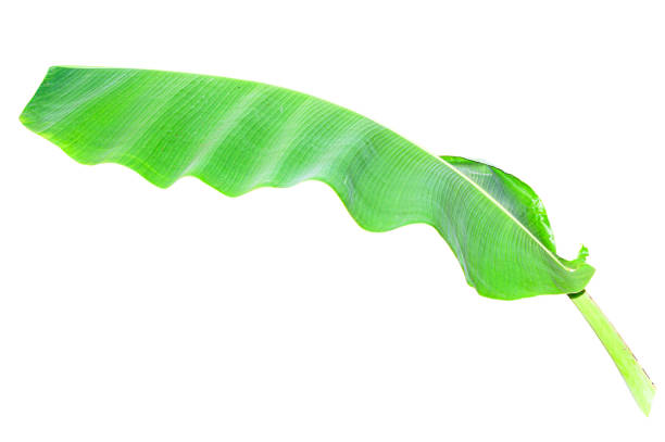 Close up Banana leaf isolated on white background with clipping path. Tropical design concept.